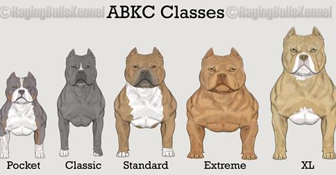 abkc-classes.jpg